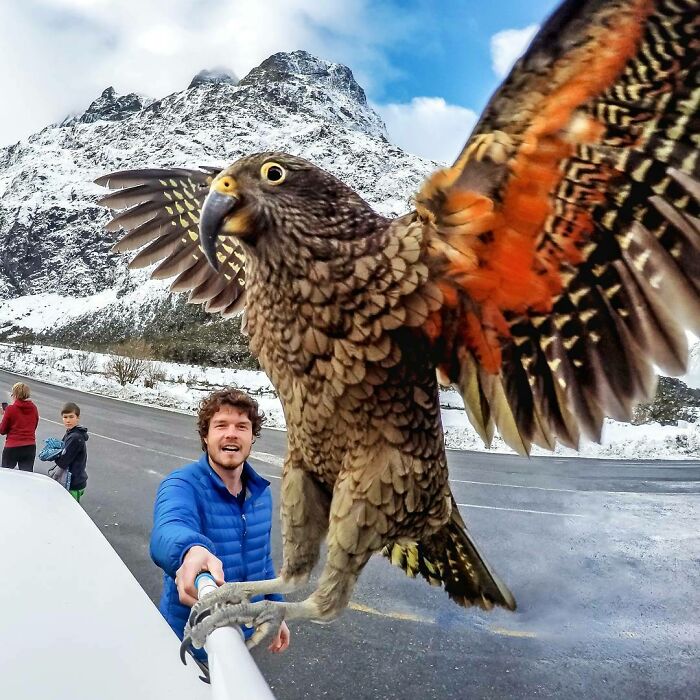 Águila ;Allan Dixon; hombre se hace amigo de cualquier animal que encuentra en su camino