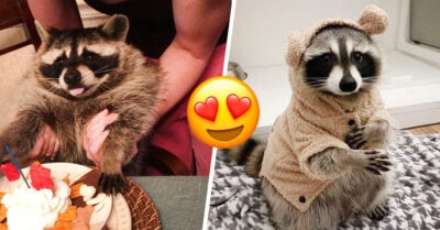 20 Fotos que demuestran que los mapaches son las criaturas más divertidas