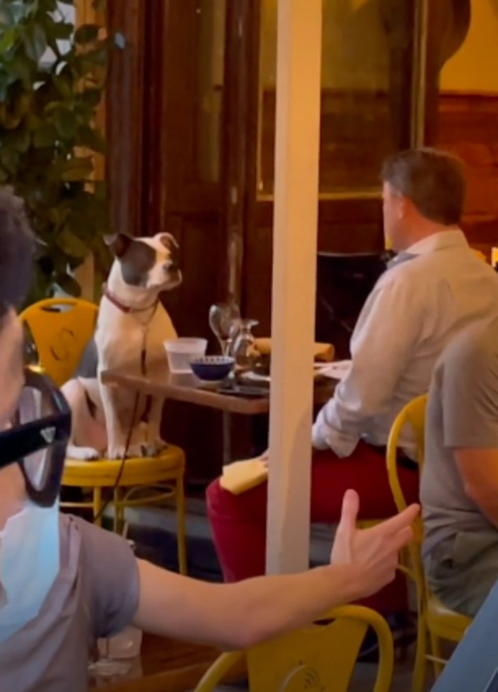 Hombre visita restaurante con su perro y ambos disfrutan de una cena de lujo