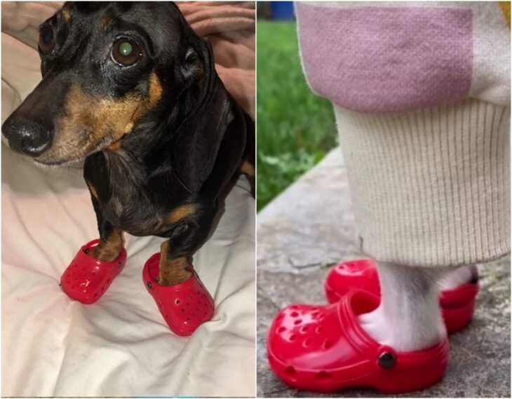 Perro usando zapatos estilo crocs; Lanzan zapatos tipo Crocs para mascotas e internet no sabe qué opinar al respecto