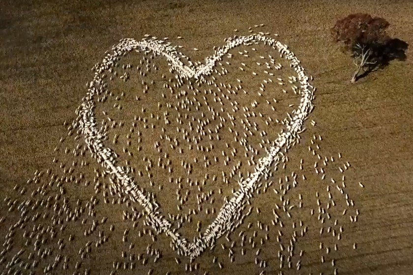 Ovejas formando un corazón; Le rindió homenaje a su tia formando un corazón con sus ovejas