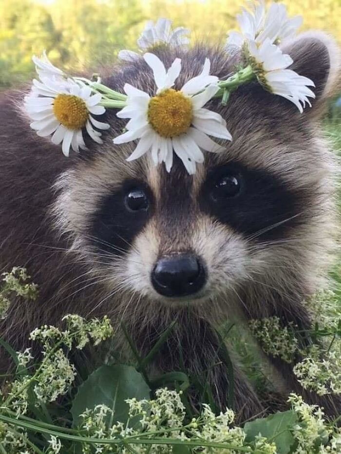 Mapache con corona de flores ;20 Mapaches en situaciones tan divertidas que te harán sonreír