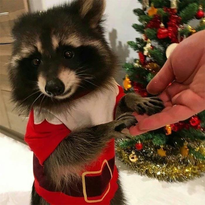 Mapache con traje de Navidad ;20 Mapaches en situaciones tan divertidas que te harán sonreír