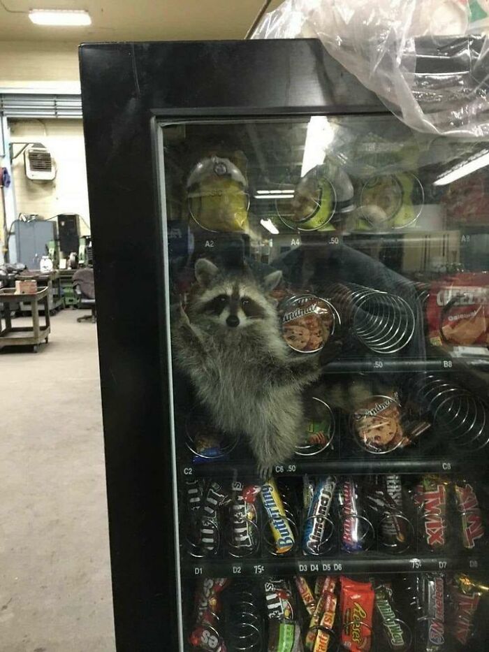 Mapache dentro de dispensador de comida ;20 Mapaches en situaciones tan divertidas que te harán sonreír