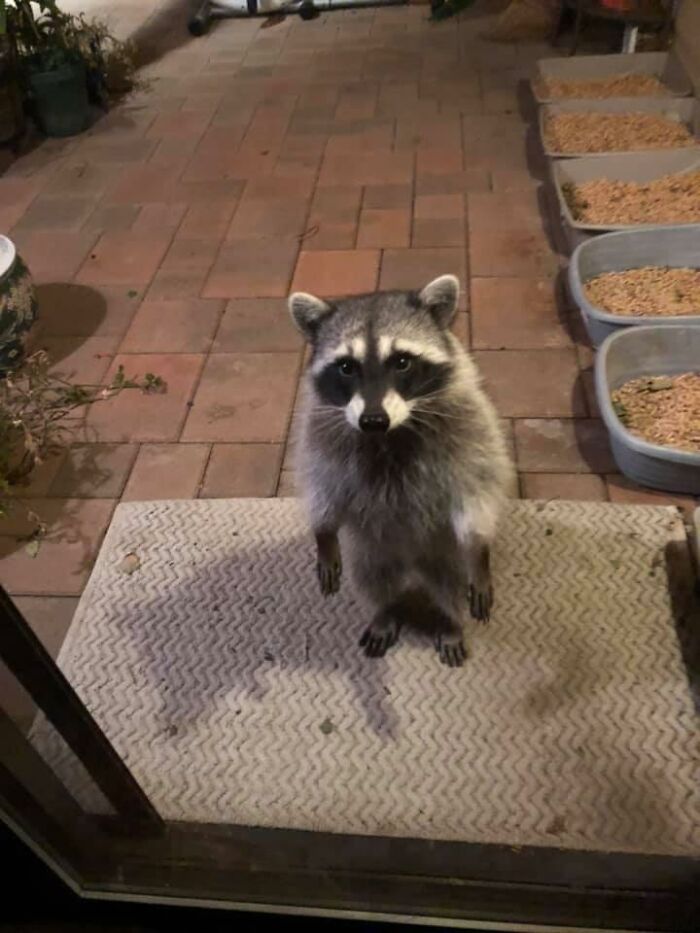 Mapache fuera de la casa ;20 Mapaches en situaciones tan divertidas que te harán sonreír