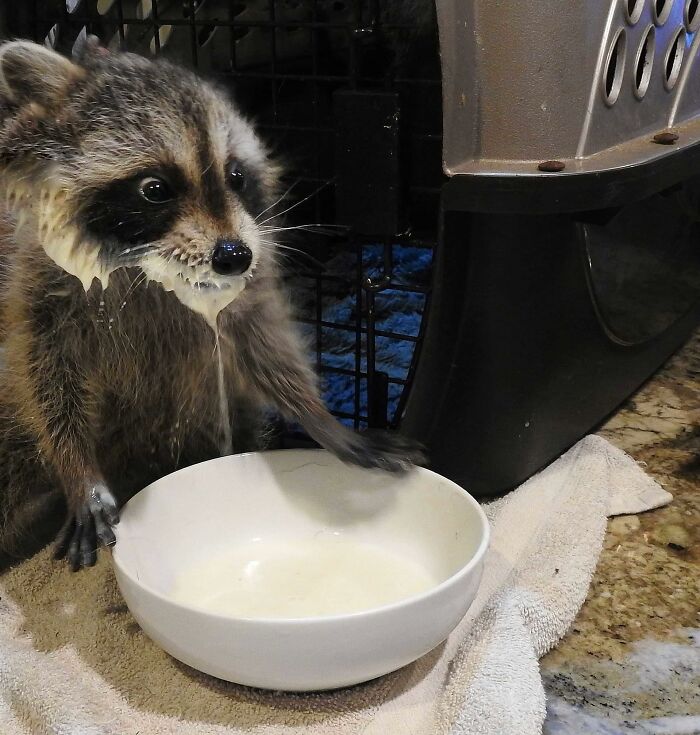 Mapache bebiendo leche ;20 Mapaches en situaciones tan divertidas que te harán sonreír