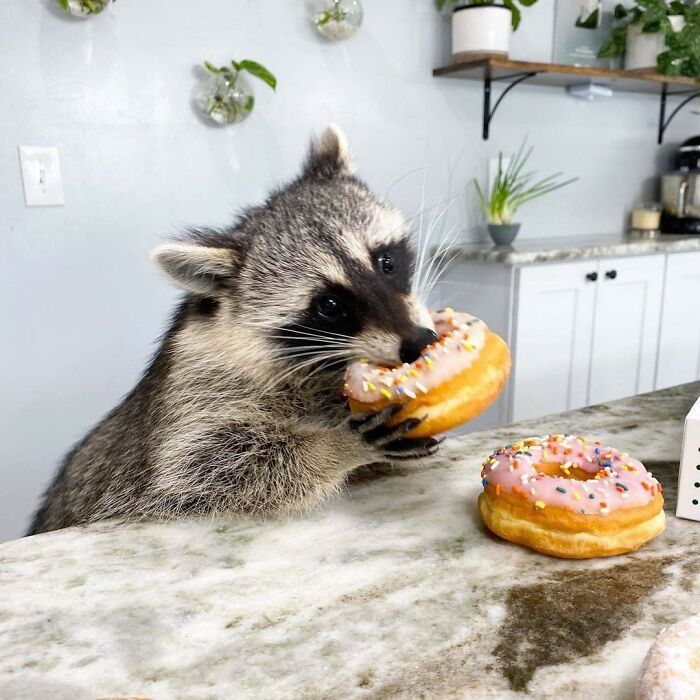 Mapache comiendo donas ;20 Mapaches en situaciones tan divertidas que te harán sonreír