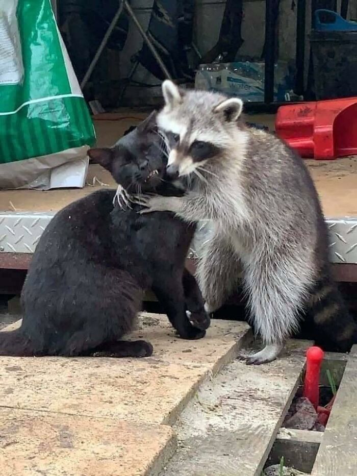 Mapache abrazando gato ;20 Mapaches en situaciones tan divertidas que te harán sonreír