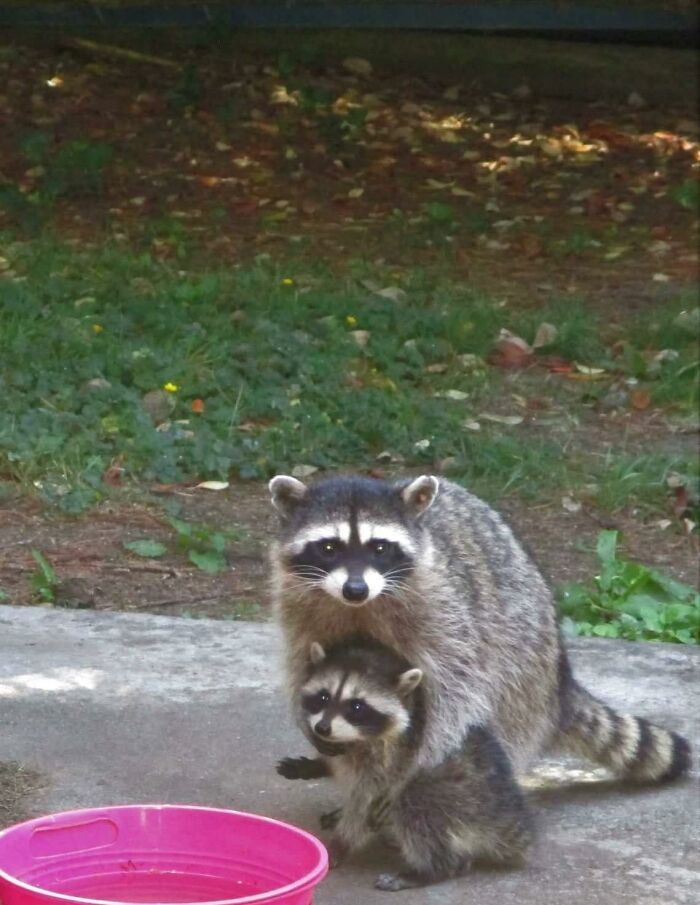 Mapache con su bebé ;20 Mapaches en situaciones tan divertidas que te harán sonreír