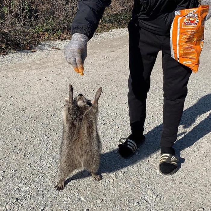 Mapache comiendo cheto ;20 Mapaches en situaciones tan divertidas que te harán sonreír