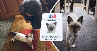 Se quejan de gatito callejero que vagaba en bufete de abogados y ahora es parte del equipo
