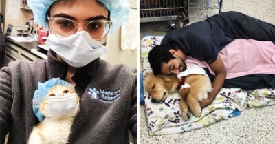 20 Veterinarios que se encontraron con las mascotas más amables del planeta