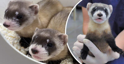 Científicos clonan un hurón de patas negras; podrían salvar a esta especie en peligro de extinción