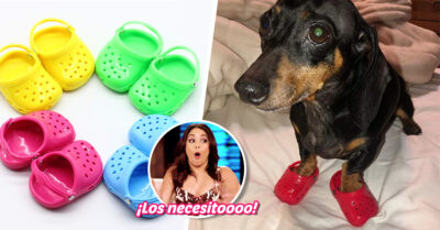 ¡Atención, ‘pet lovers’! Ya pueden comprarle a sus mascotas un par de Crocs para que estén a la moda