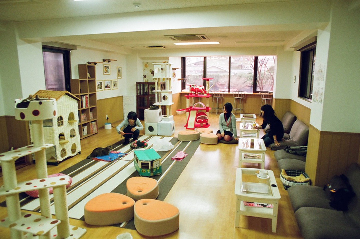 Bar for petting cats;  15 Photos That Prove Japan Is The Most Kawaii Country In The World 