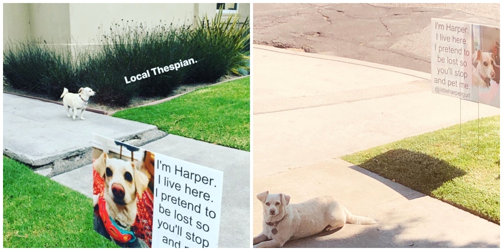 Perro sentado frente a un anuncio convencional; Perro “estafador” finge estar perdido para que le hagan cariño