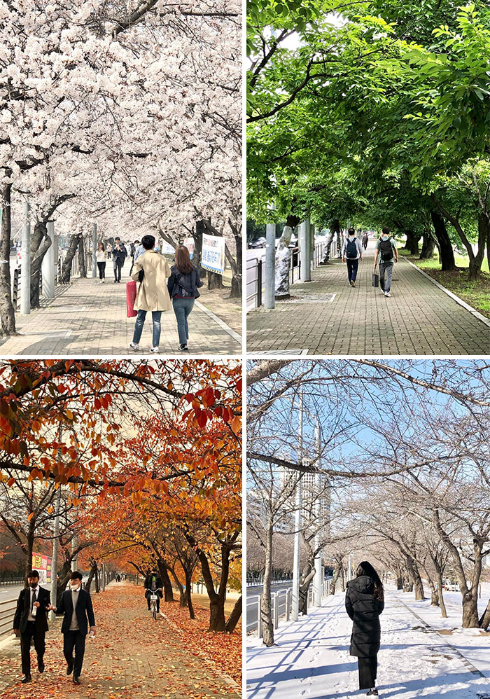 Paseos públicos; Corea es de otro mundo y estas fotos lo prueban