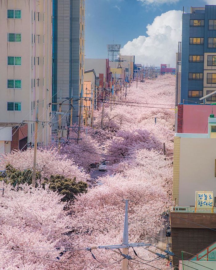 Cerezos en flor; Corea es de otro mundo y estas fotos lo prueban