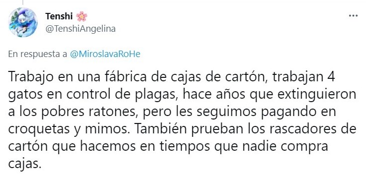 Tuit sobre Empresa mexicana 'contrata' gatito como lo vigilante; ¡hasta le dieron su gafete!