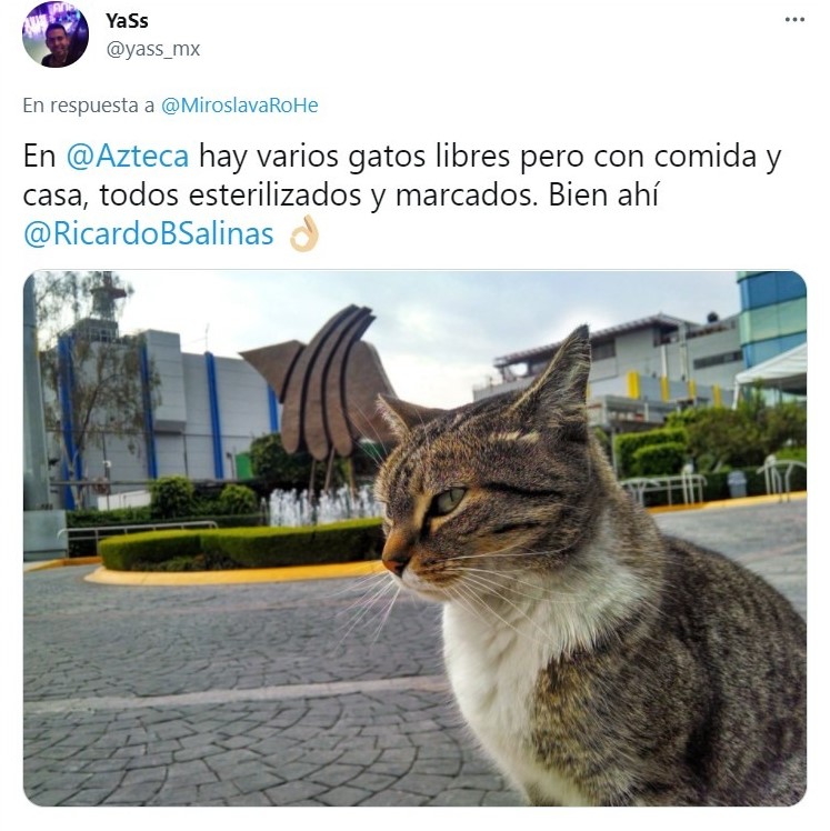 Tuit sobre Empresa mexicana 'contrata' gatito como lo vigilante; ¡hasta le dieron su gafete!