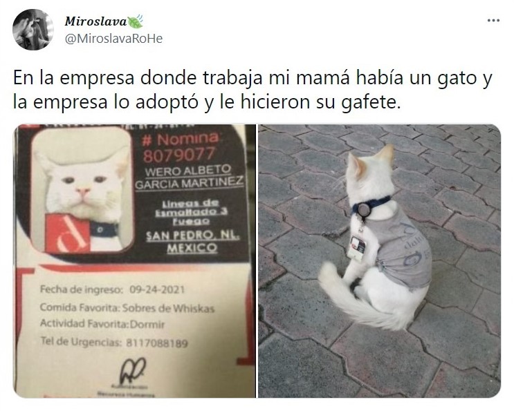 tuit; Empresa mexicana 'contrata' gatito como lo vigilante; ¡hasta le dieron su gafete!