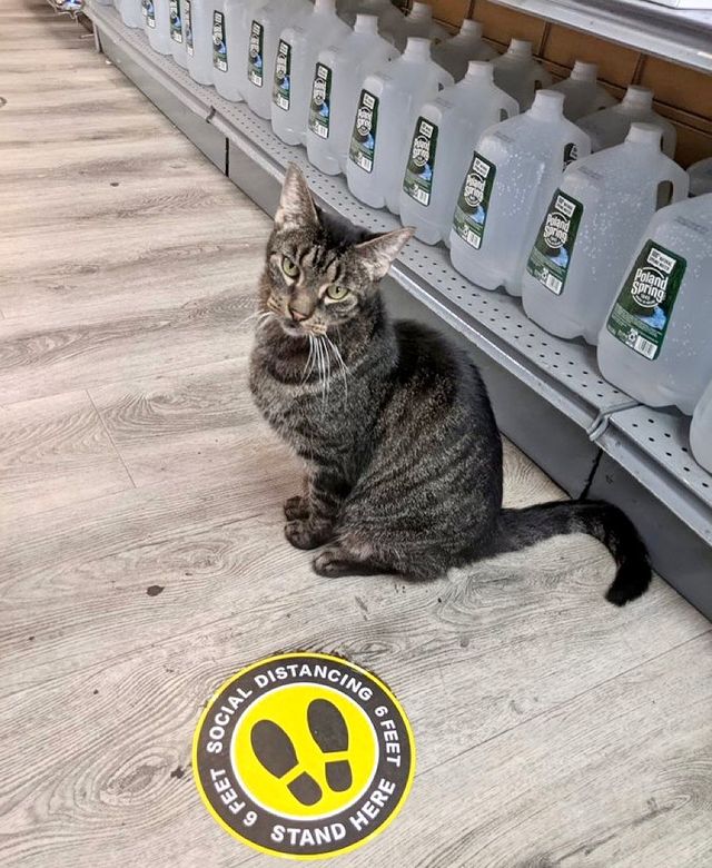 gato en un supermercado ;17 Pruebas de que los gatos siempre hacen lo que quieren 