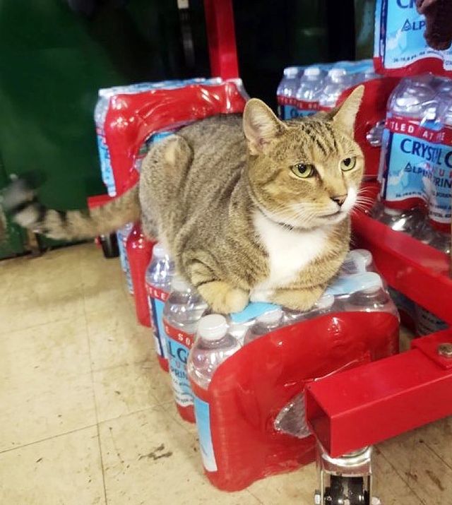 Gato sobre refrescos ;17 Pruebas de que los gatos siempre hacen lo que quieren 