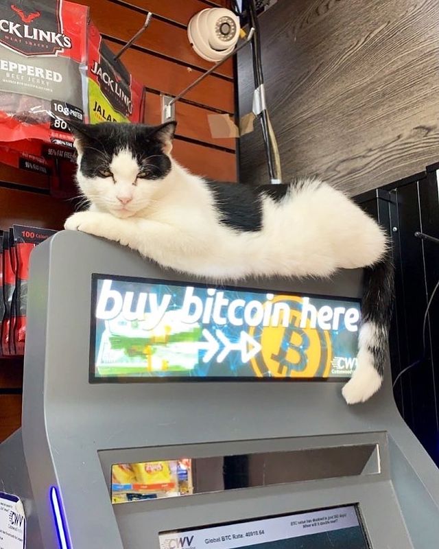 Cat Over ATM; 17 Proofs That Cats Always Do What They Want 