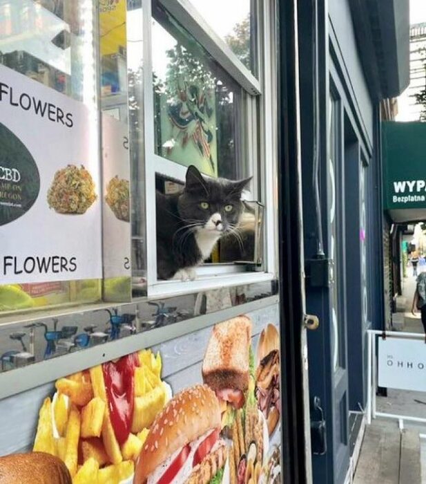 gato en una ventanilla ;17 Pruebas de que los gatos siempre hacen lo que quieren 