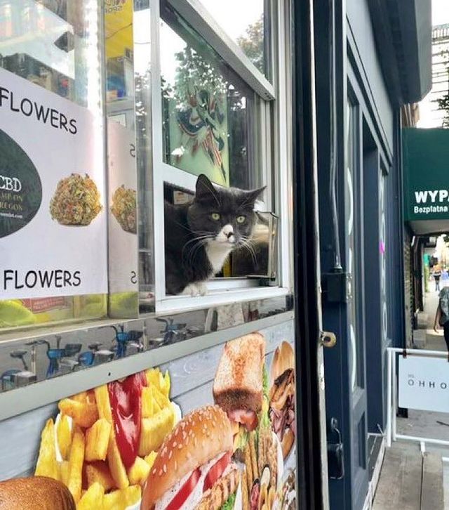 Cat in a Window; 17 Proofs That Cats Always Do What They Want 