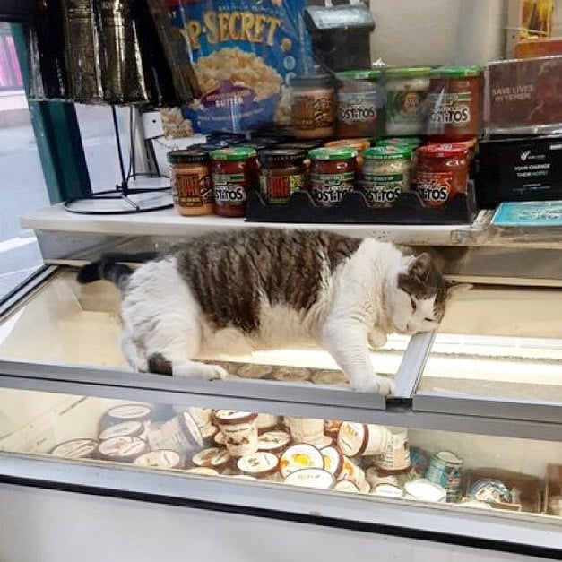 Gato sobre un refrigerador ;17 Pruebas de que los gatos siempre hacen lo que quieren 