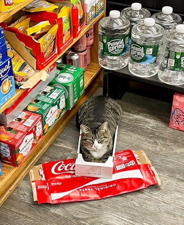 gato dentro de una caja ;17 Pruebas de que los gatos siempre hacen lo que quieren 