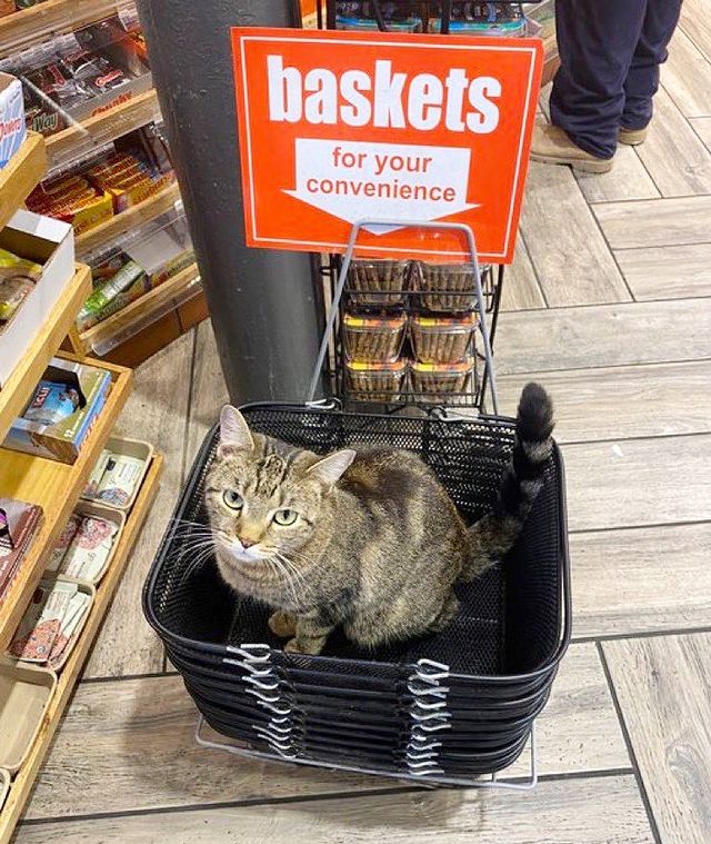 cat in a basket; 17 Proofs that cats always do what they want 