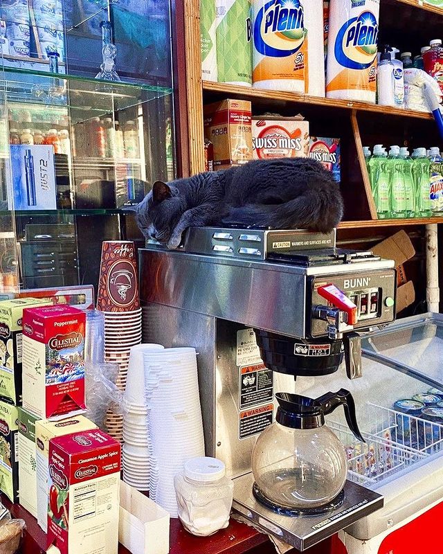 Cat Over Coffee Pot; 17 Proof Cats Always Do What They Want 