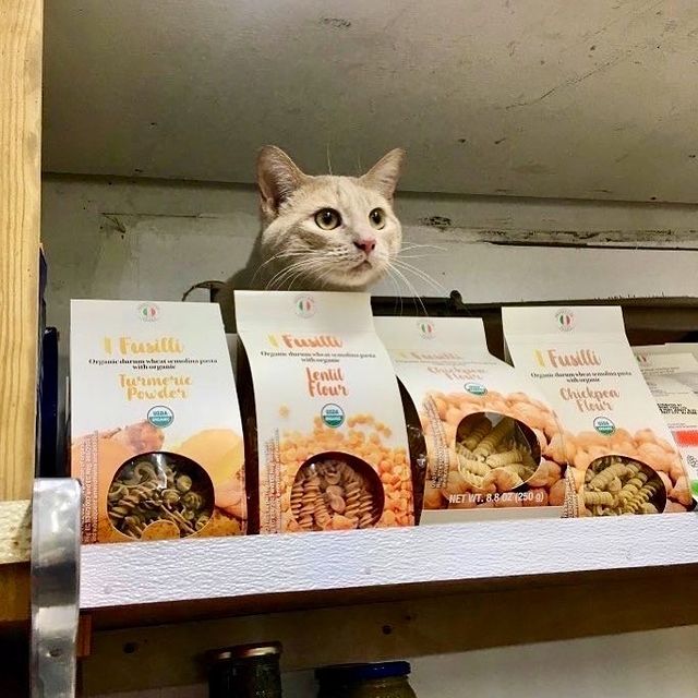 Cat Behind Cookie Boxes; 17 Proofs That Cats Always Do What They Want 