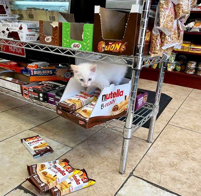 Cat in a Warehouse; 17 Proofs That Cats Always Do What They Want 