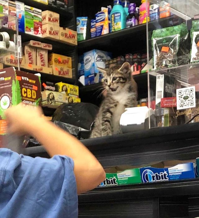 Cat in a commercial store; 17 Proofs that cats always do what they want 