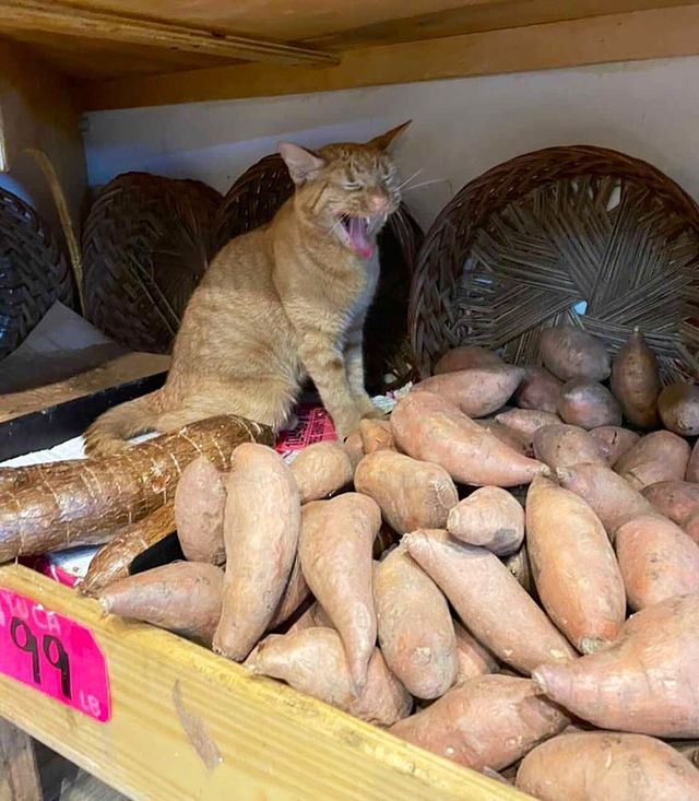 Cat Over Sweet Potato; 17 Proofs That Cats Always Do What They Want 