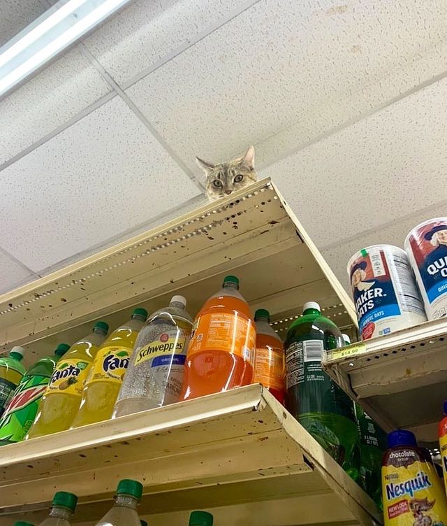 cat on a shelf; 17 Proofs that cats always do what they want 