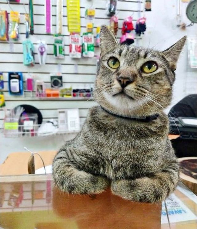 Cat on a Counter; 17 Proofs That Cats Always Do What They Want 