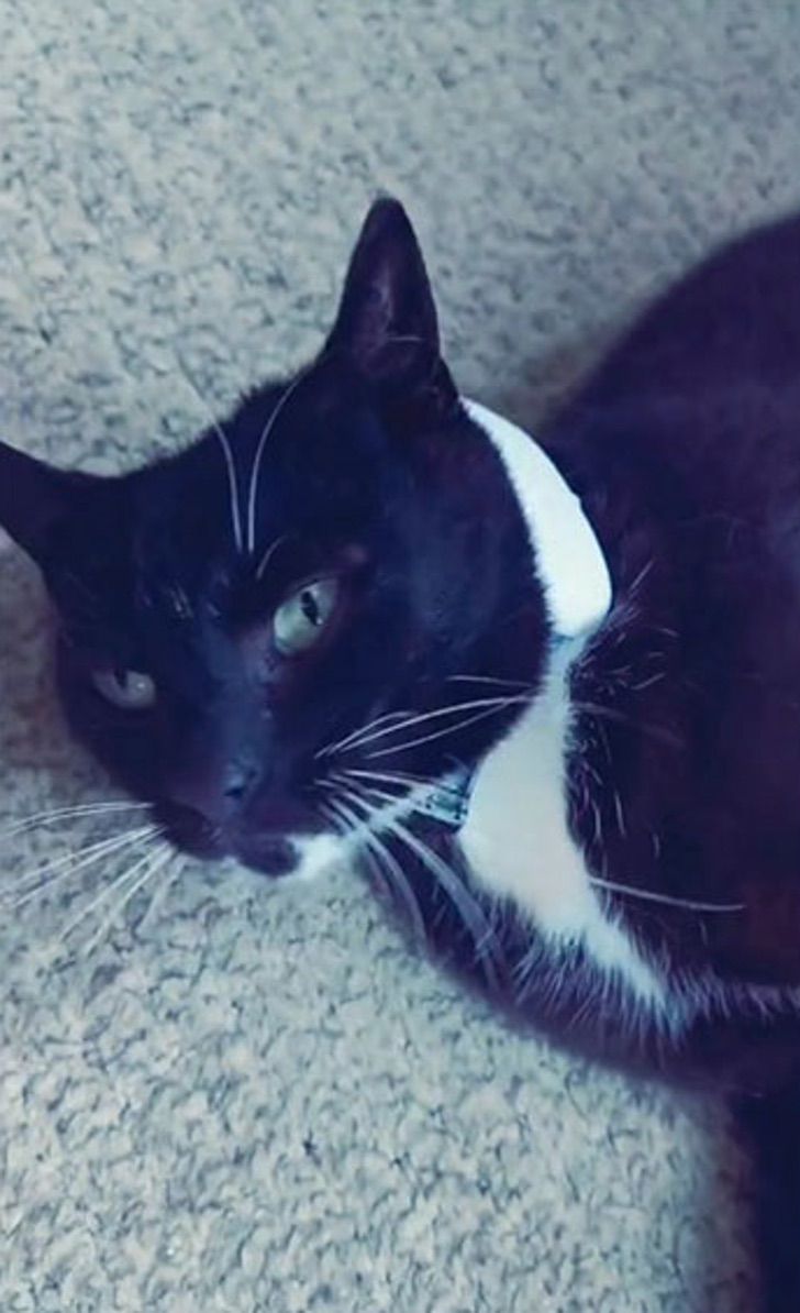 Kitten lying down;  He GPS his kitten and realizes that he visits 5 different families a day