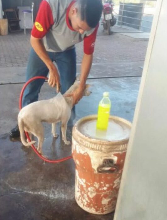 Hombre bañando a un perrito en una gasolinera 