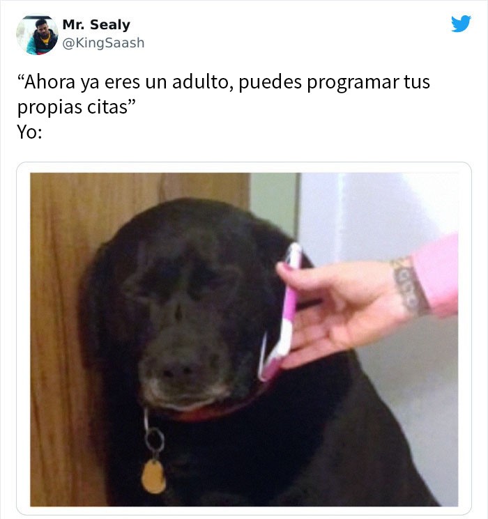 Perro junto a un teléfono ;15 Memes sobre la vida adulta con los que sí te identificarás