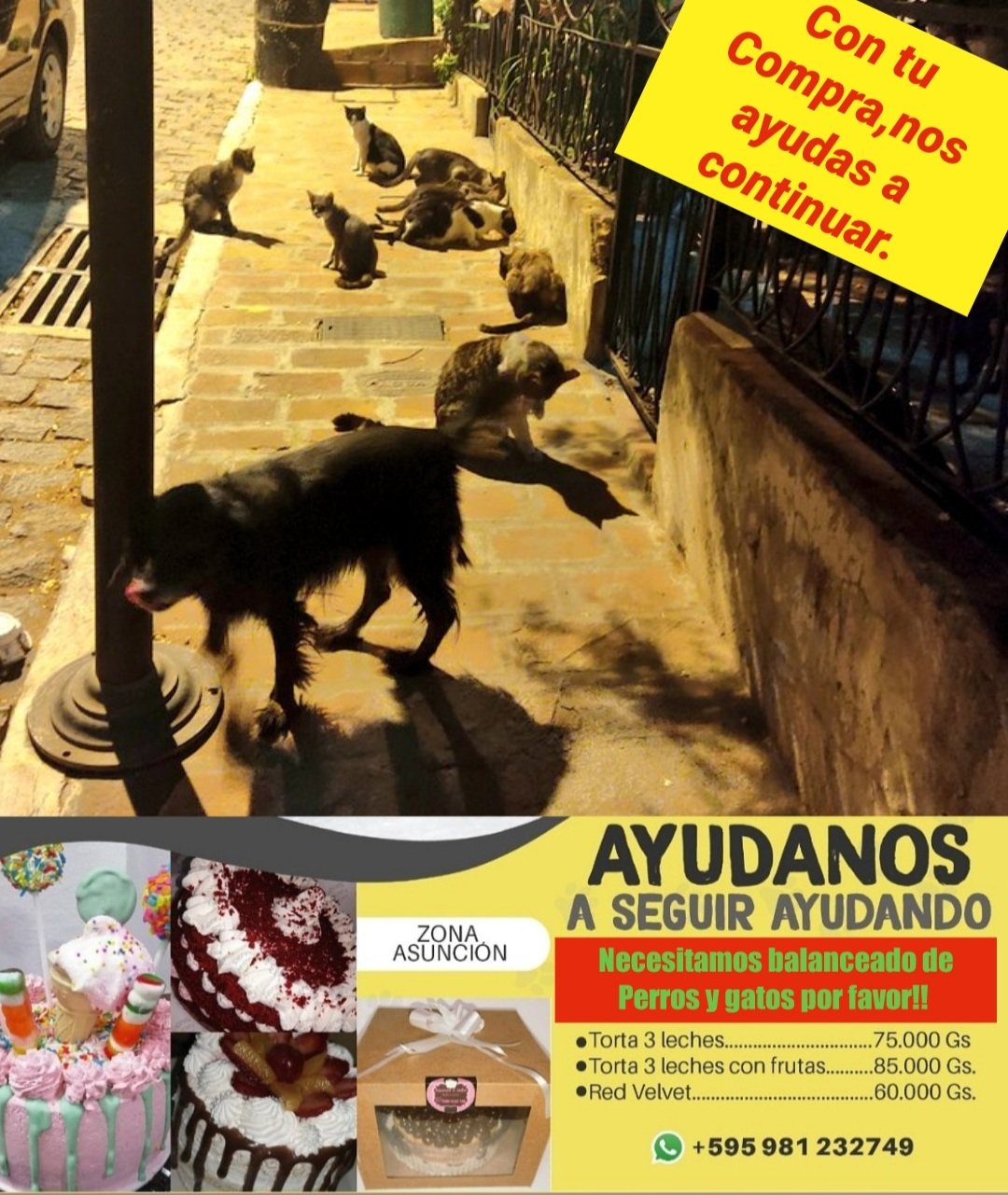 Cartel de ayuda para ventas; Mujer vende pasteles caseros para alimentar a 50 animales callejeros