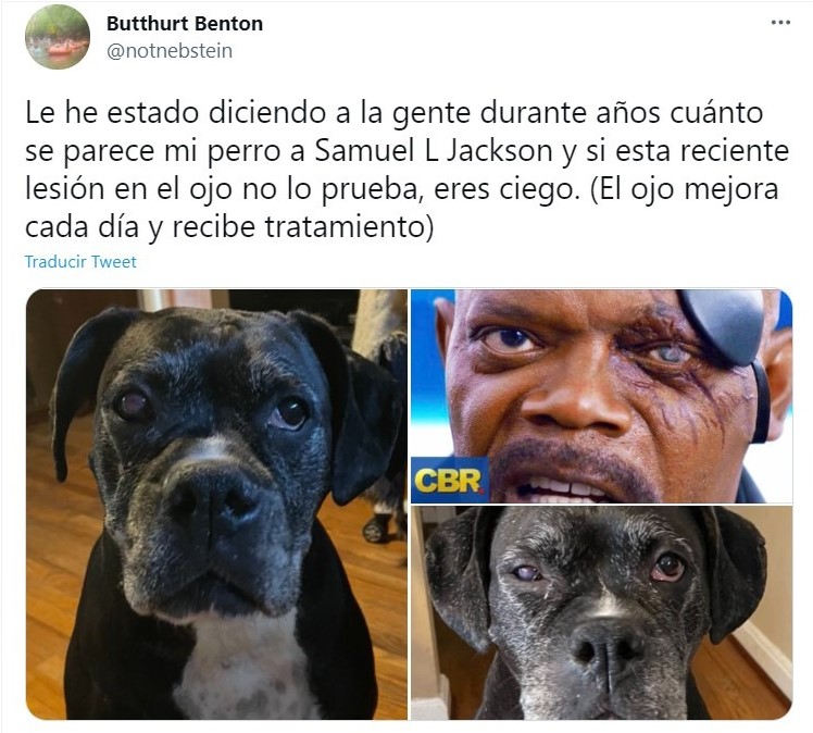 Tweet They share photos of their rescued dog and the internet compares him to Samuel L. Jackson