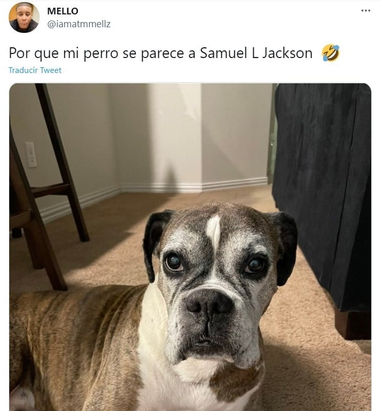 Tuit Comparten fotos de su perro rescatado e internet lo compara con Samuel L. Jackson