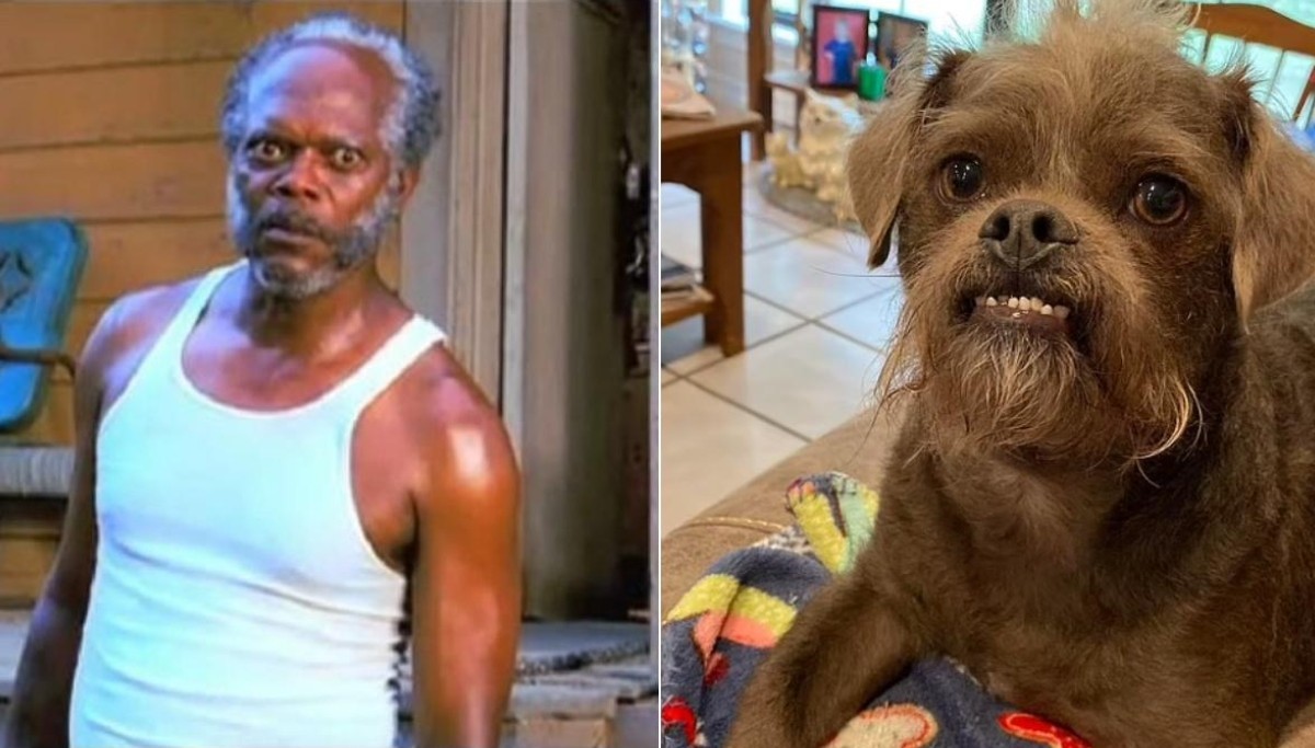 Dog comparison with actor Samuel L. Jackson;  They share photos of their rescued dog and the internet compares him to Samuel L. Jackson