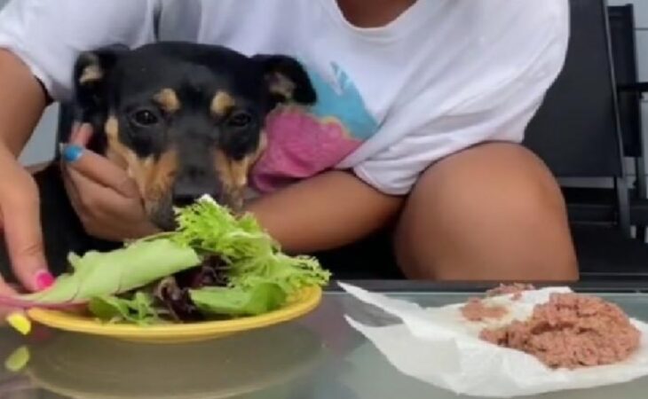 Perrita viendo una ensalada 