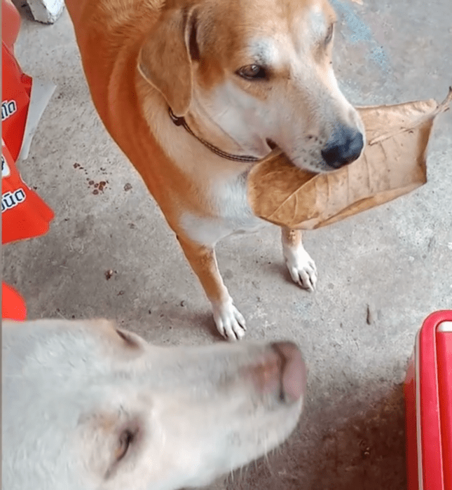 Perrito pagando con una hoja en un restaurante 