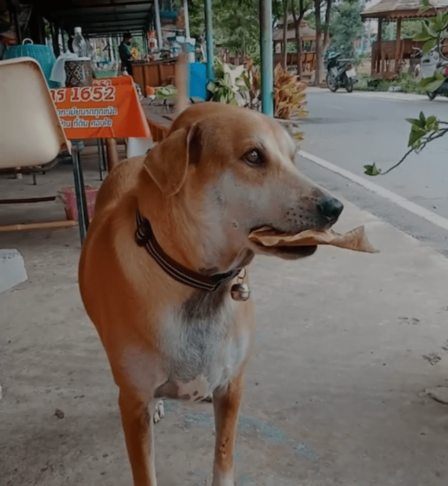 Perrito pagando con una hoja en un restaurante 